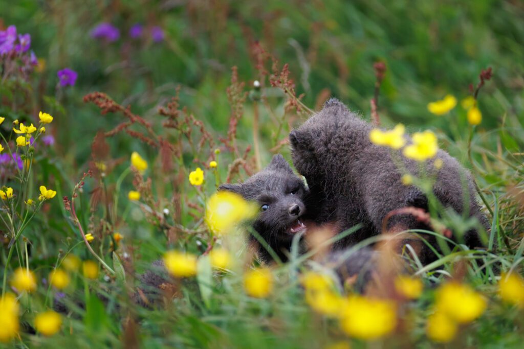 Canon RF 200-800mm F6.3-9 IS USM: Photographing Arctic Foxes