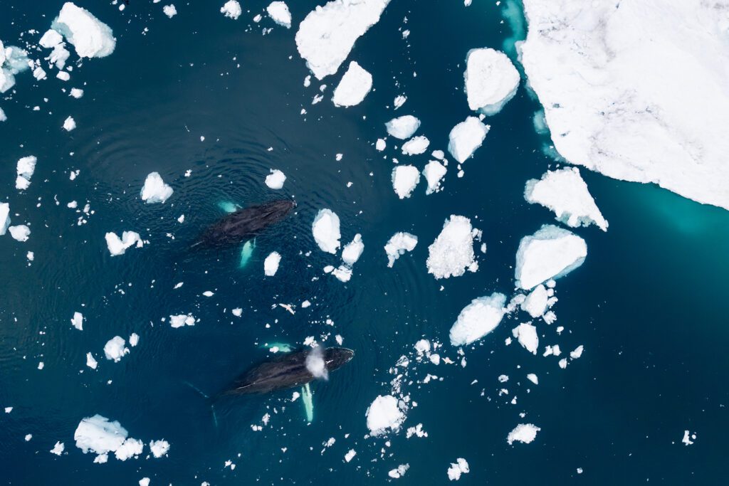 East Greenland With James Popsys 2026