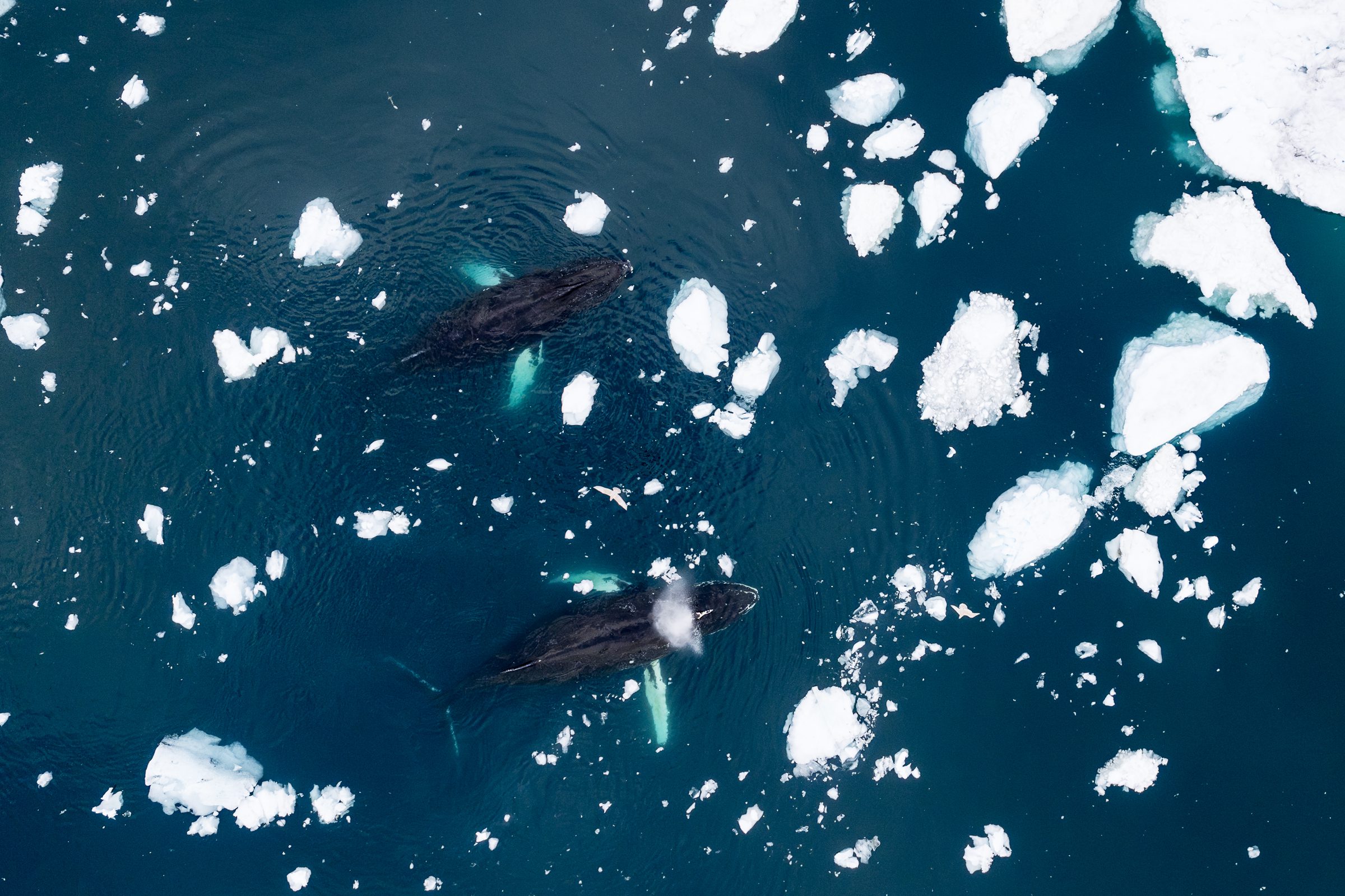 Epic Whale Encounters & Towering Icebergs in Western Greenland