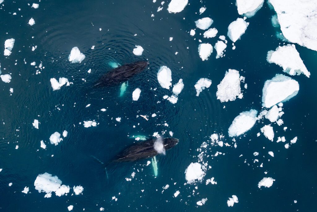 Drone shot of humpback whales in slush ice