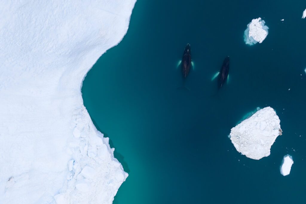 Drone shot of humpback whales
