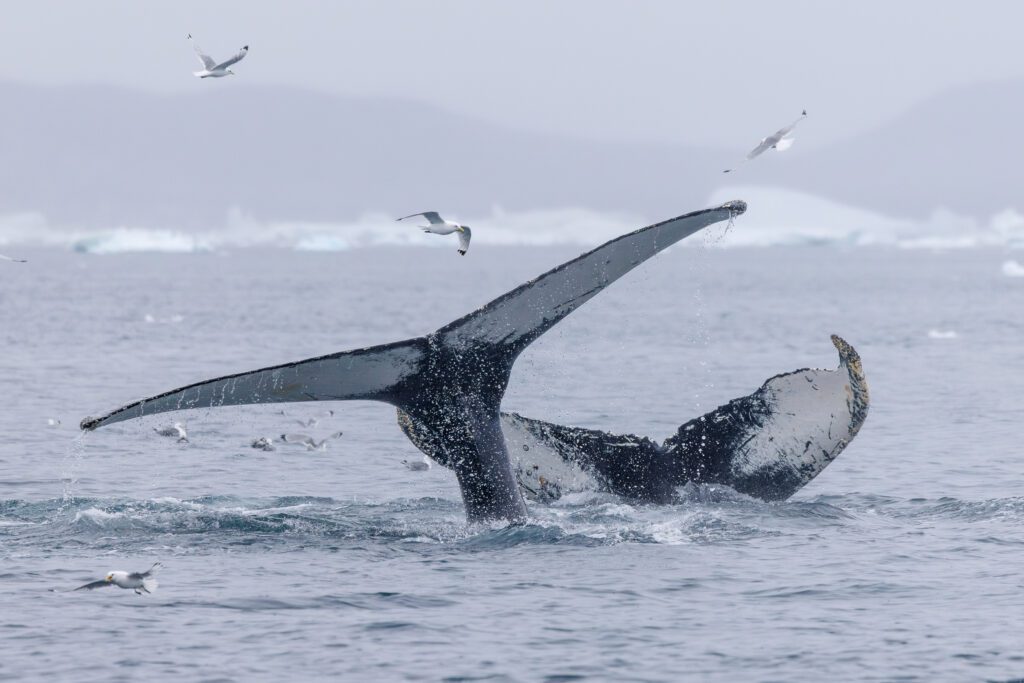 Humpback whale flukes
