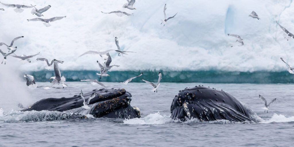 Bubble-net feeding whales