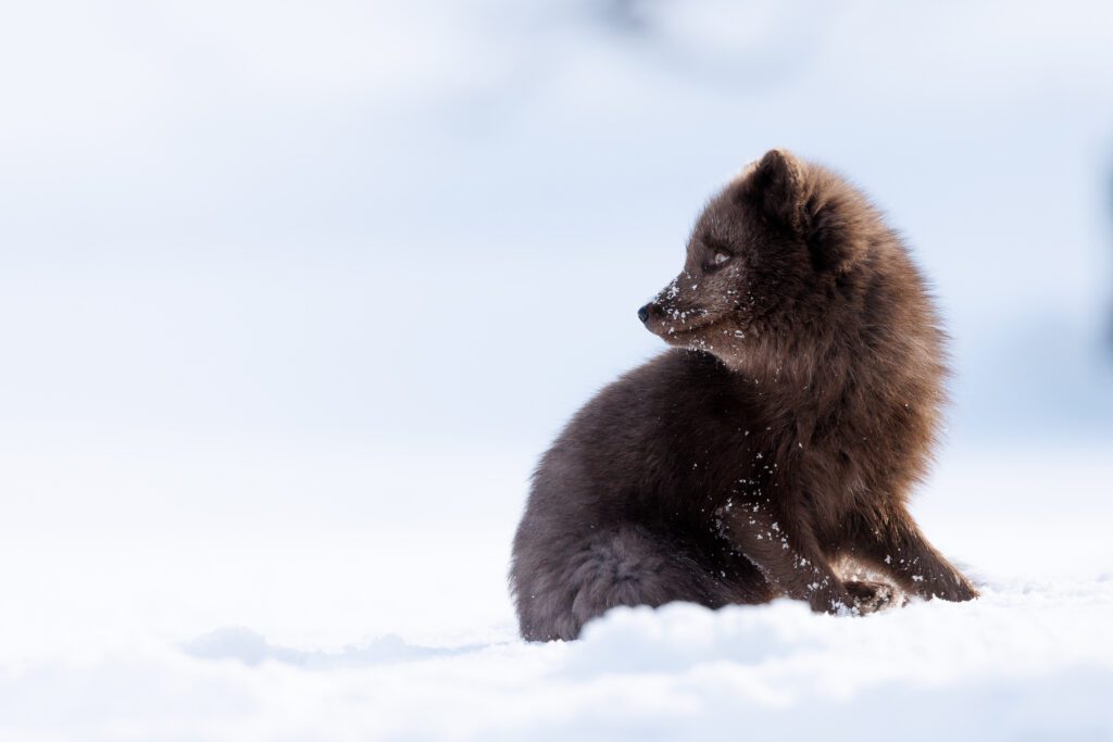 Arctic Foxes in Winter 2026 Photo Workshop