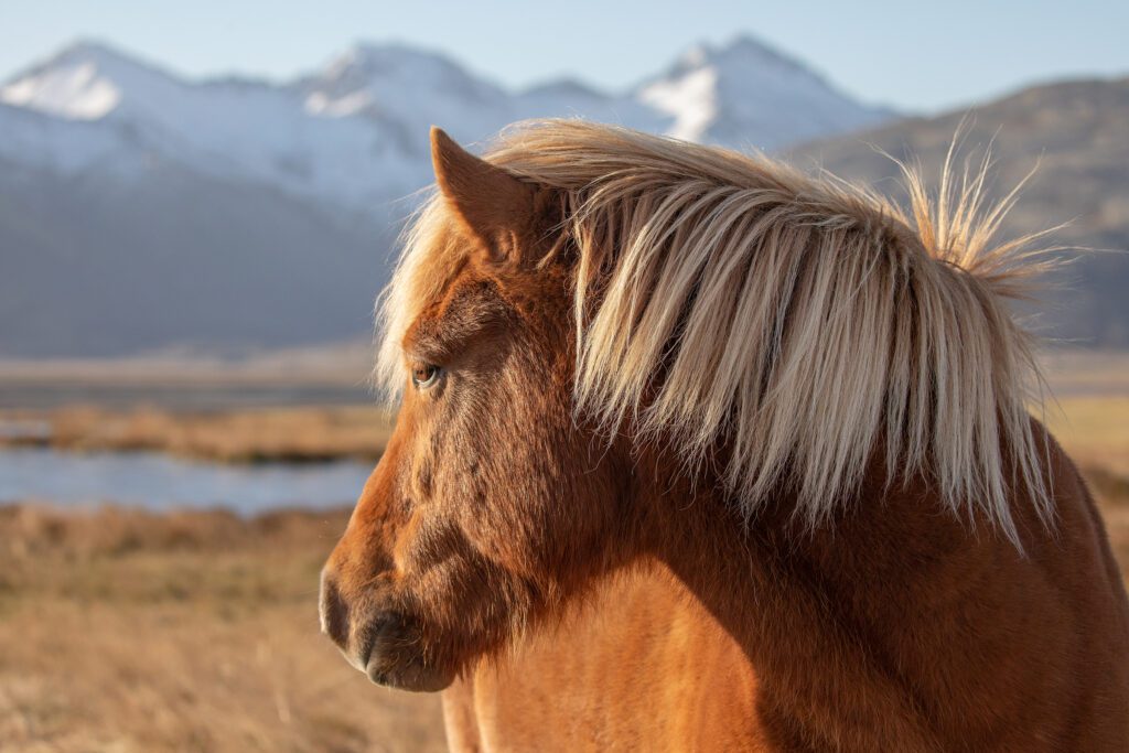 Iceland South Coast 2026 Photo Workshop (with Sophie Carr)