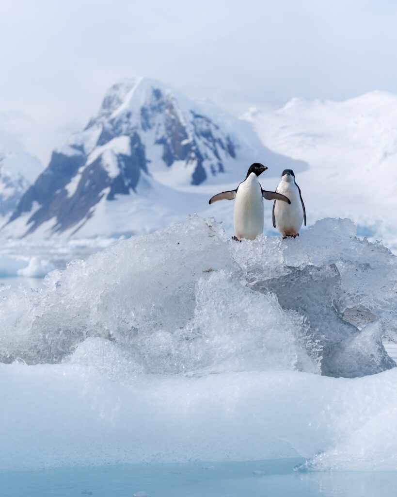 Two adélie penguins on ice