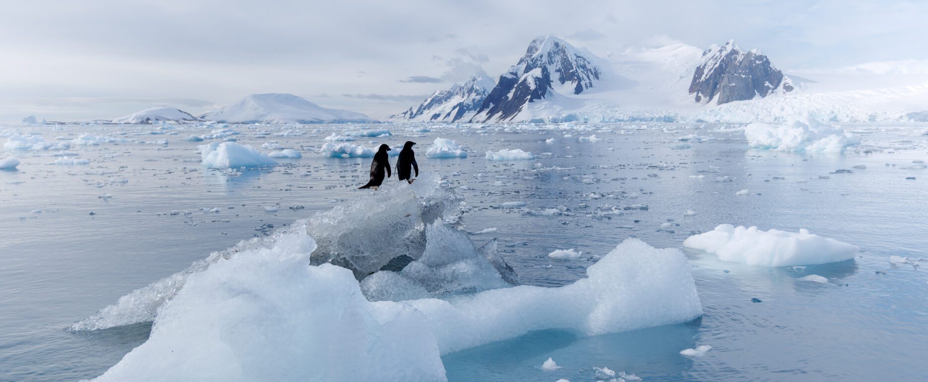 Adélie penguins in a floating iceberg