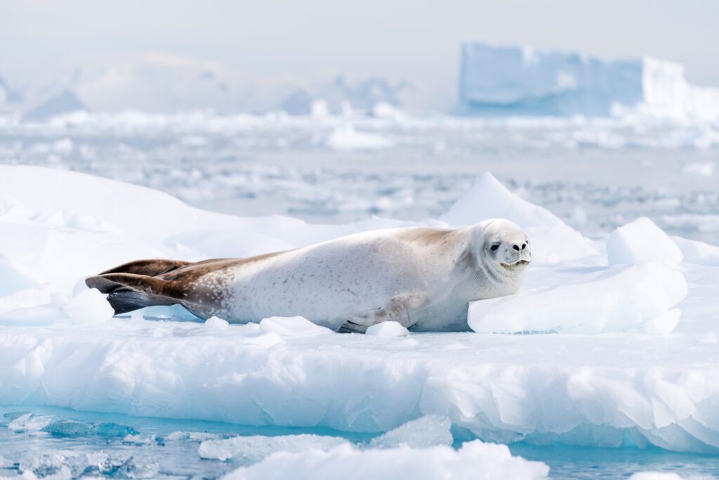 A crabeater seal in Antarctica