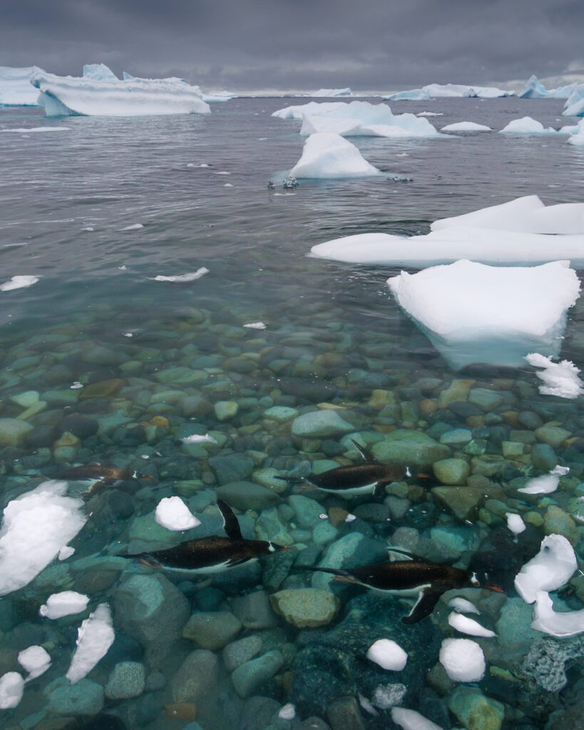 Gentoo penguins swimming underwater at Cuverville Island in Antarctica