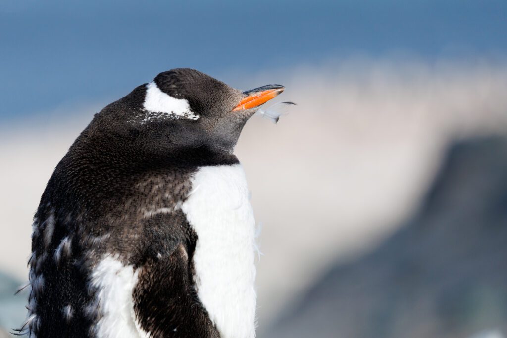Photo Workshop Report: Antarctica & the Antarctic Peninsula 2026