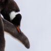 A close-up portrait image of a Gentoo penguin