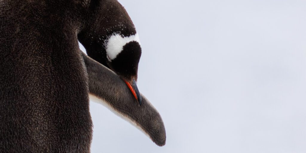A close-up portrait image of a Gentoo penguin
