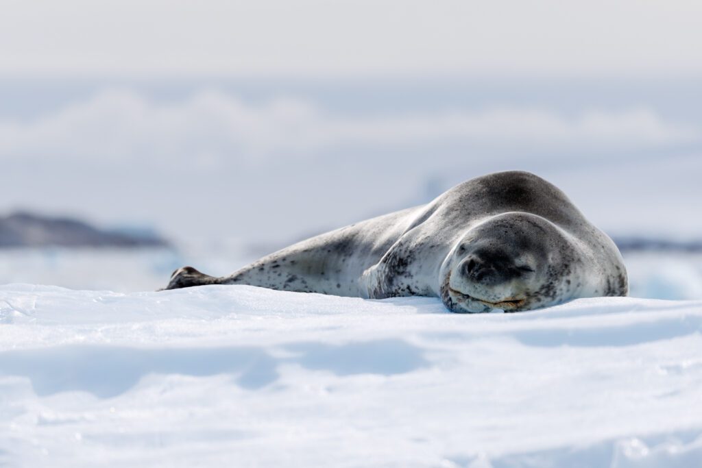A leopard seal near the Yalour Islands in Antarctica
