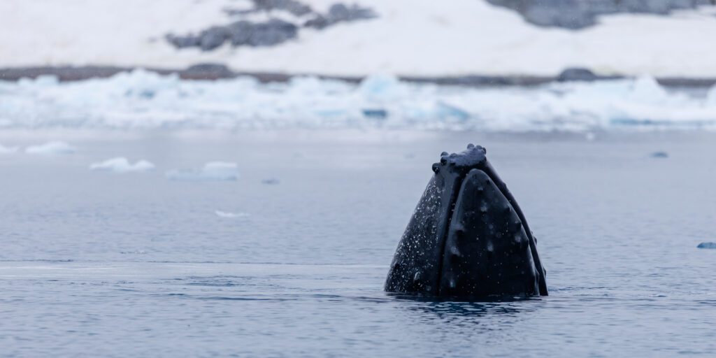 A spy-hopping humpback whale