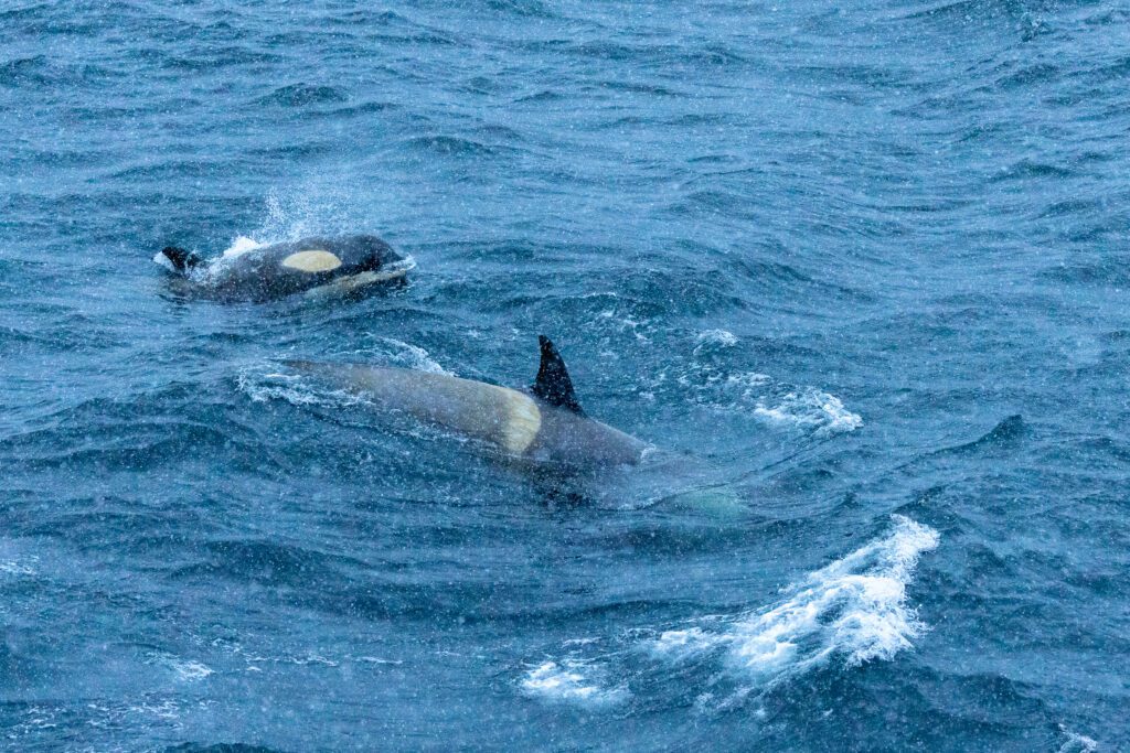 Antarctic orcas