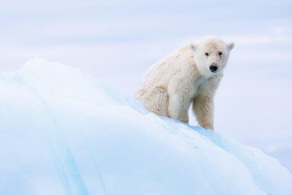 East Greenland Photo Expedition 2026