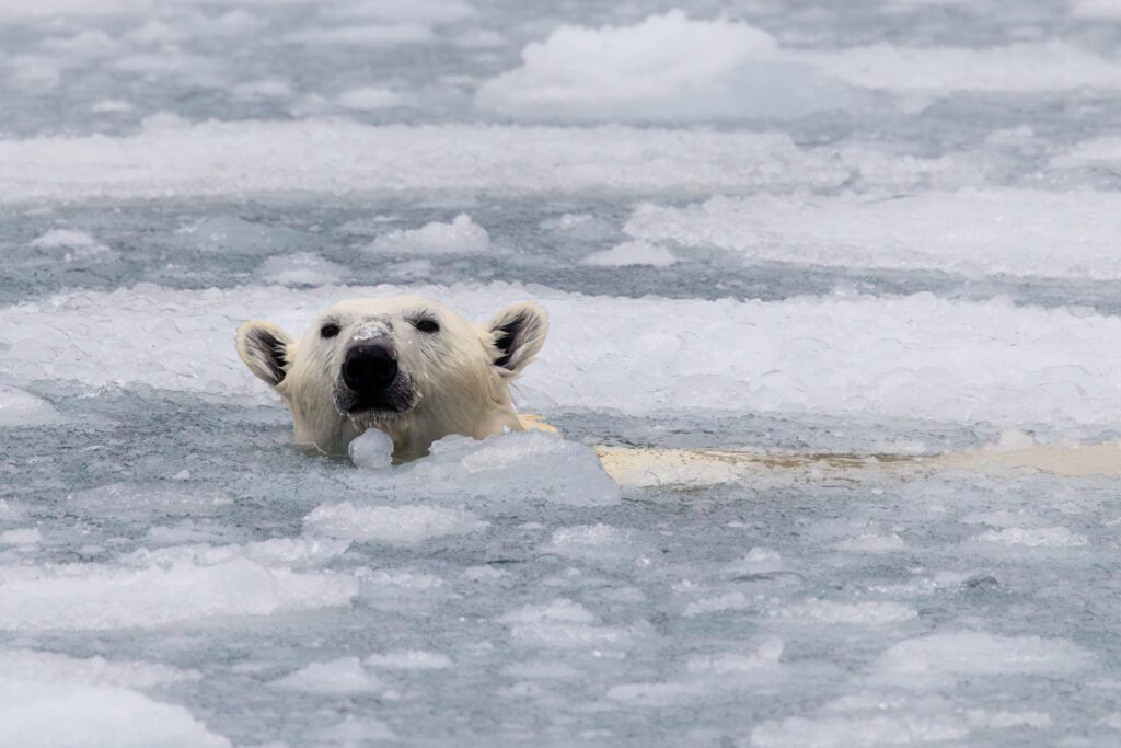 East Greenland Photo Expedition 2026