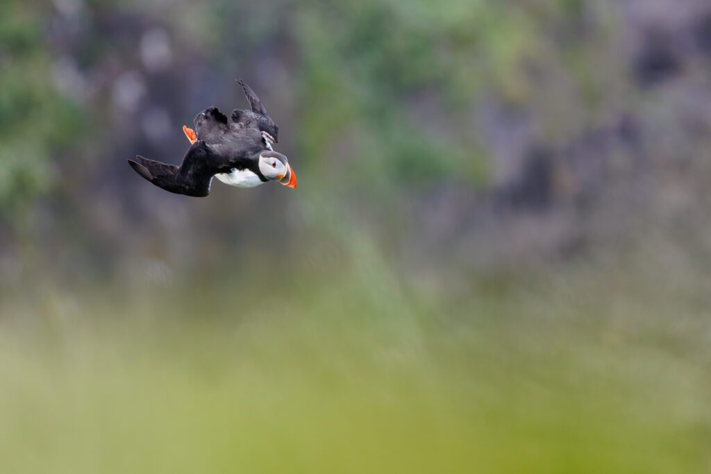 An Atlantic puffin banking in flight against a soft, out-of-focus green background