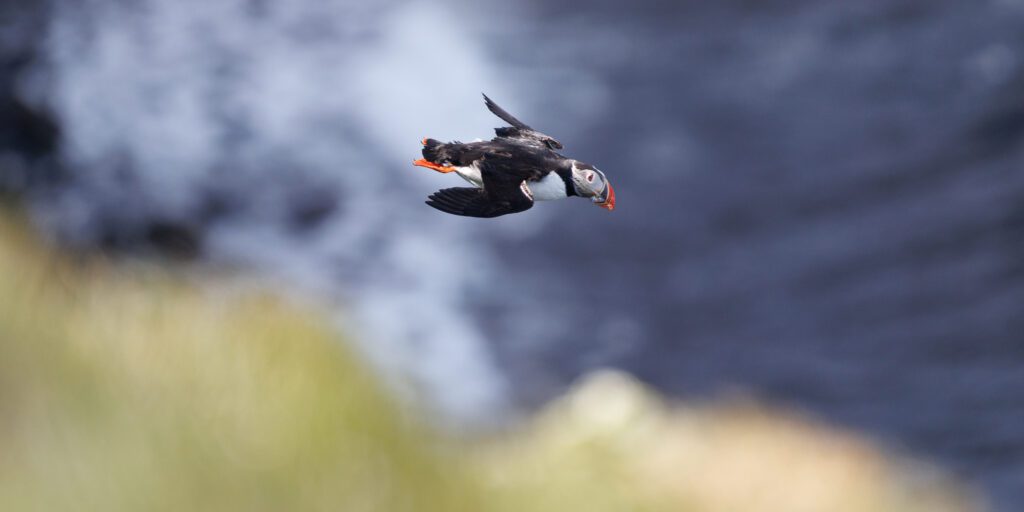 An Atlantic puffin in flight low over the sea, wings angled against soft blue water