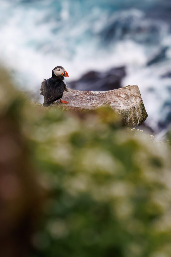 An Atlantic puffin on a mossy clifftop, framed vertically against soft greenery