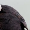 A puffin preening its dark back feathers, with a second bird pressed close beside it.