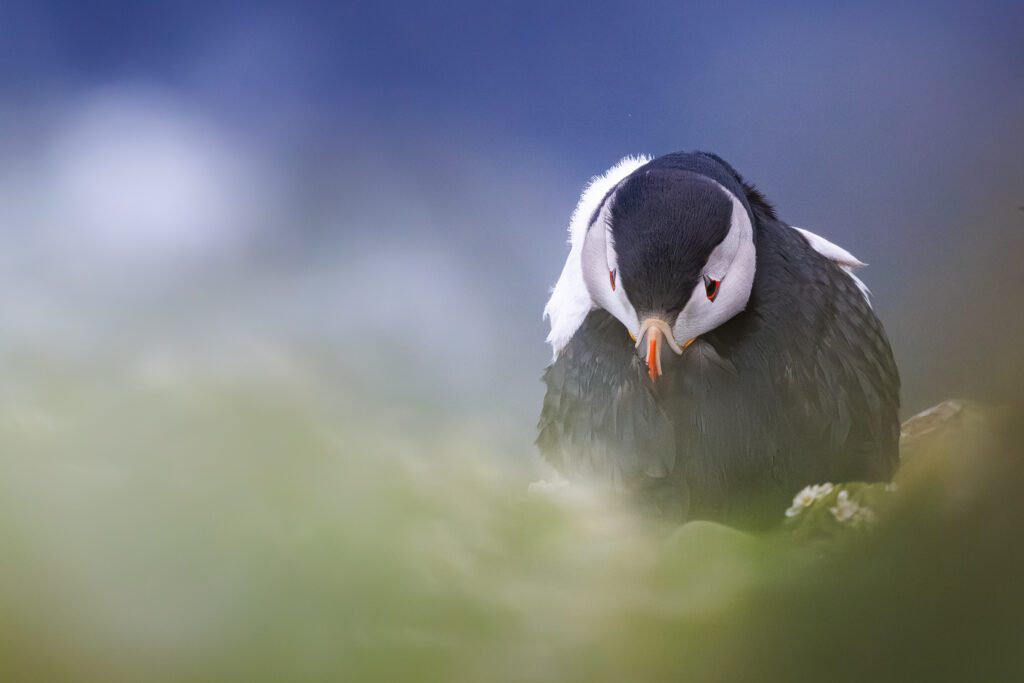 A puffin lowering its head towards the camera against a soft, misty background.