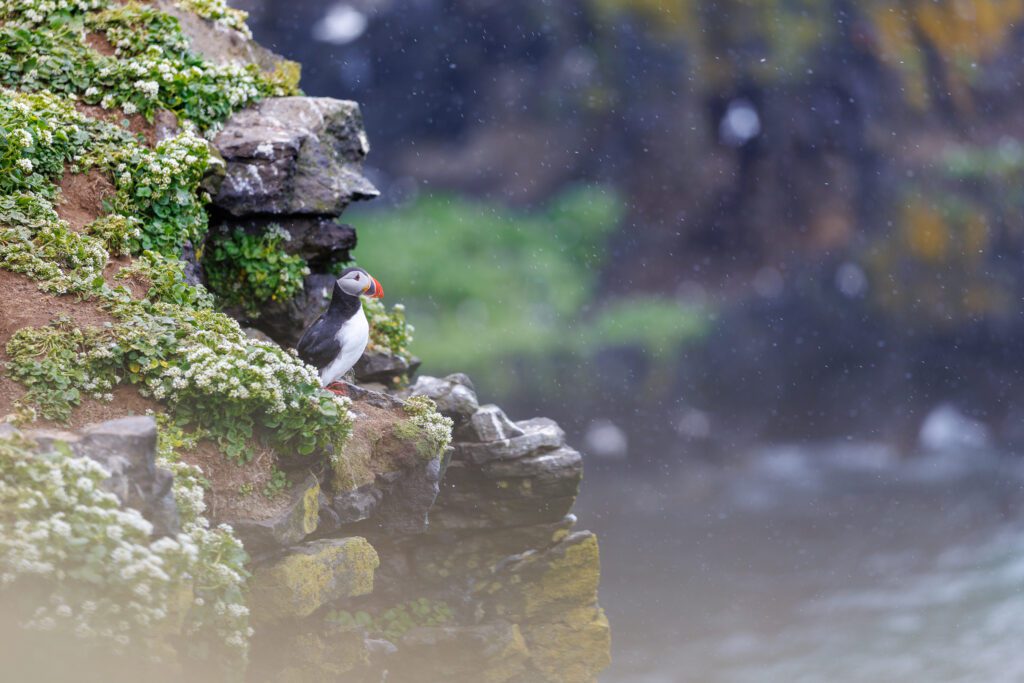 A puffin on a flowery cliff ledge high above the misty sea.