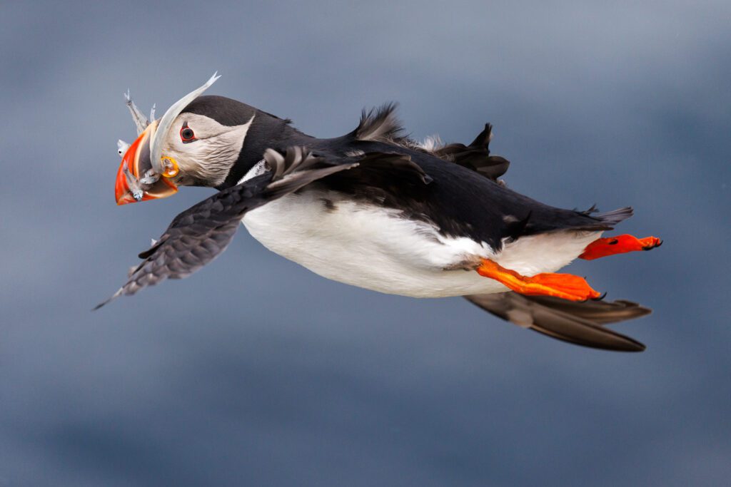 A puffin in flight carrying sand eels, orange feet spread, over blue sea.