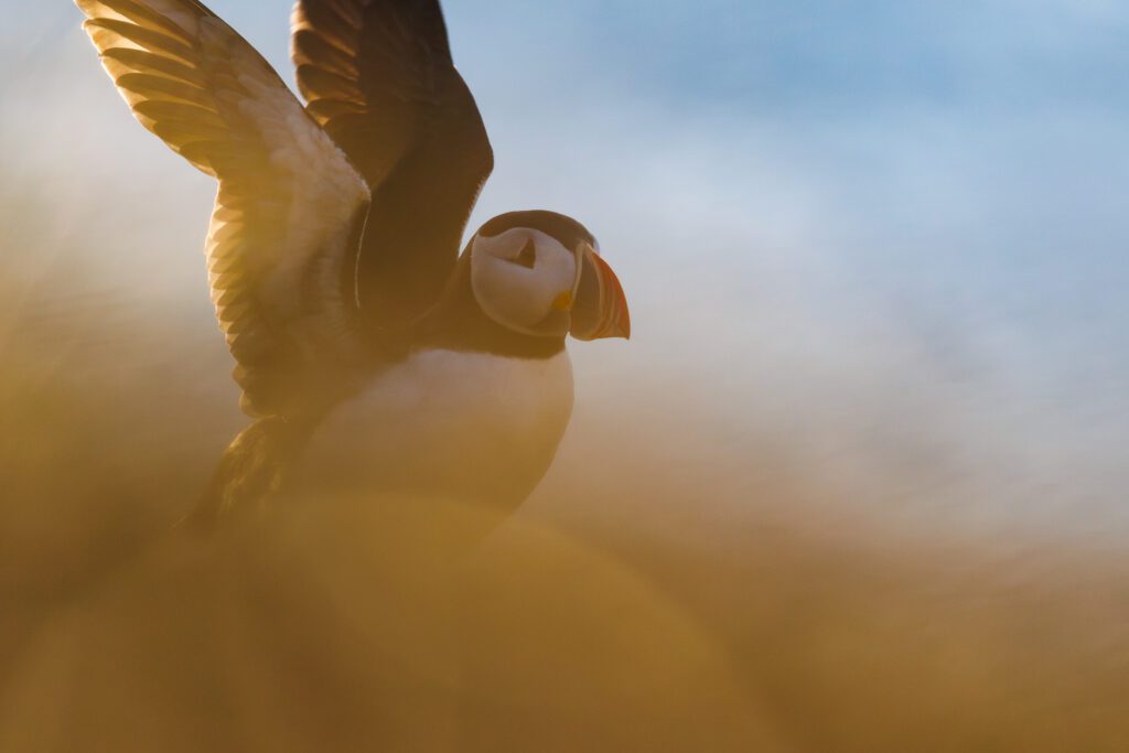 A puffin raising its wings, backlit by warm golden light.