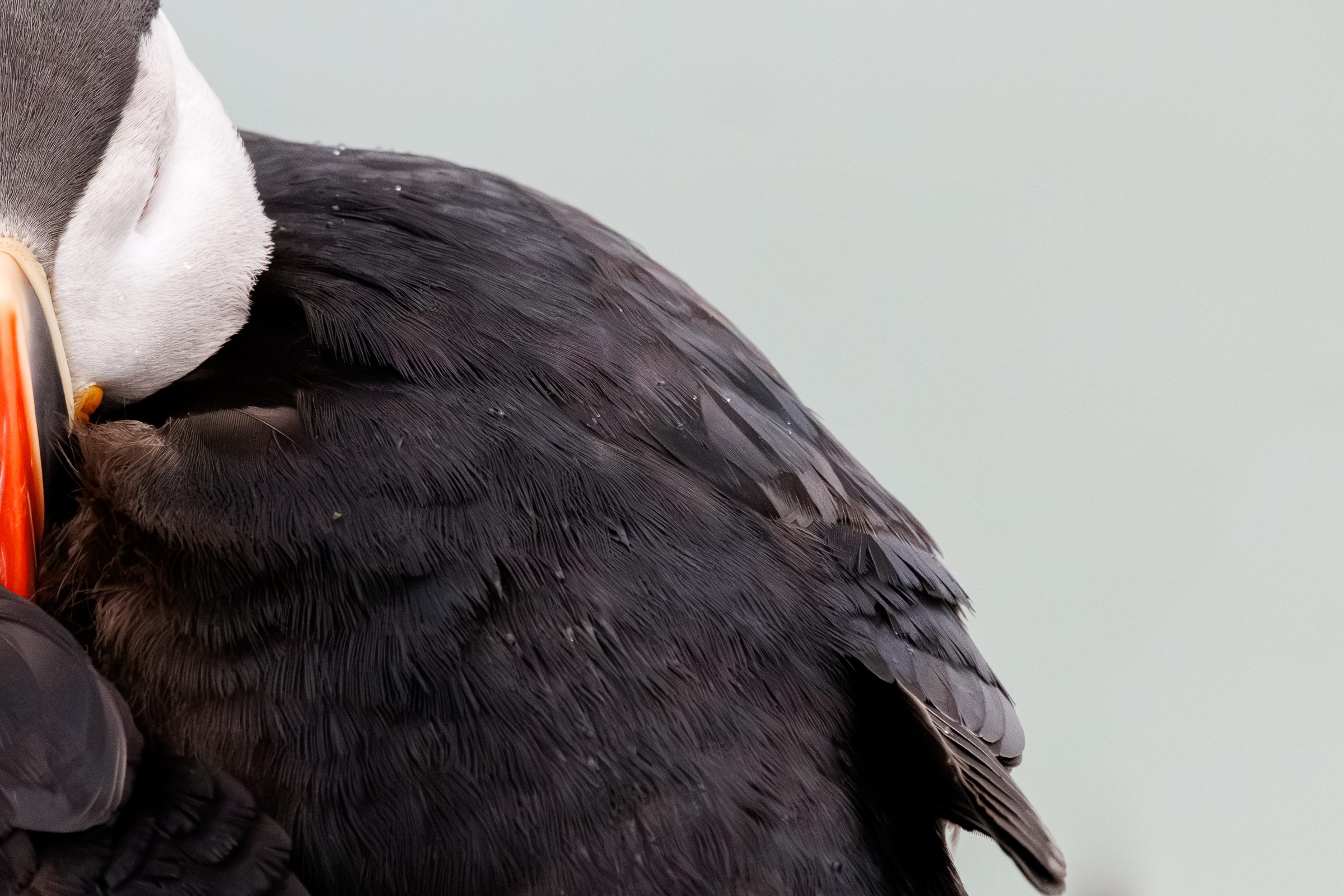 A puffin preening its dark back feathers, with a second bird pressed close beside it.